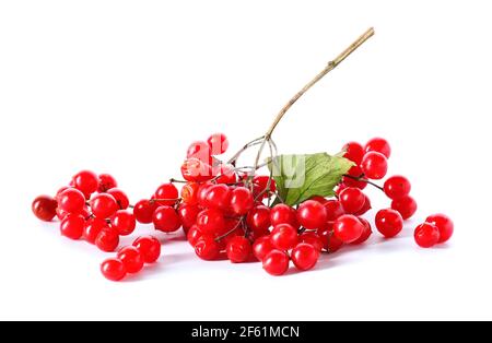 Frische Viburnum-Beeren auf weißem Hintergrund Stockfoto