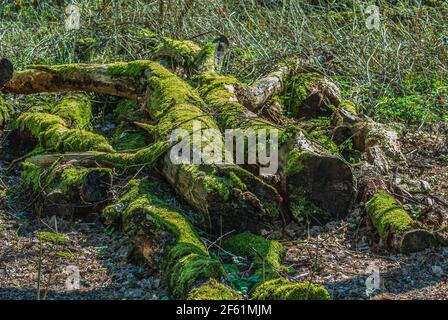 Umgestürzte Bäume mit Moos bedeckt. Stockfoto