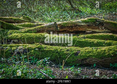 Umgestürzte Bäume mit Moos bedeckt. Stockfoto