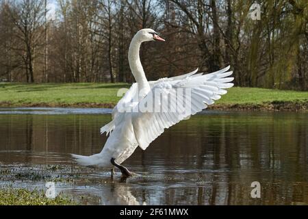 Weißer Mute Swan (Cygnus olor) mit ausgebreiteten Flügeln steht im Wasser und genießt den sonnigen Tag. Stockfoto