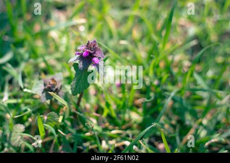 Blüten von lila Brennnessel auf einem Hintergrund von grünem Gras an einem sonnigen Tag im Frühjahr. Wildpflanzen. Stockfoto