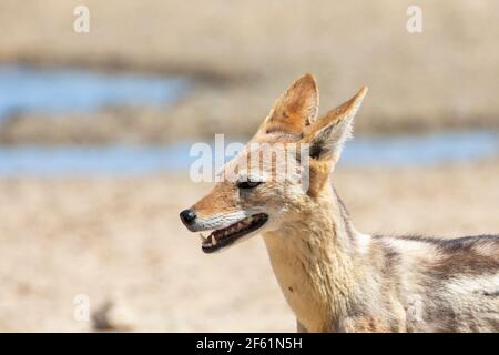 Schwarz-rückige Jackal (Canis mesomelas) Profilkopfaufnahme der jungen Hündin, Kgalagadi Transfrontier Park, kalahari, Nordkap, Südafrika Stockfoto