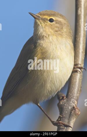 Common Chiffchaff, (Phylloscopus collybita) Helston Abwasserwerk, Helston, Cornwall, England, Großbritannien. Stockfoto