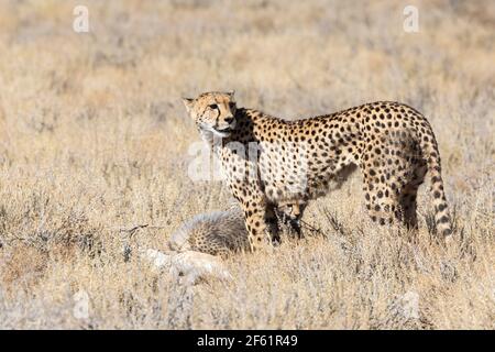 Cheetah (Acinonyx jubatus) Kgalagadi Transfrontier Park, Kalahari, Nordkap, Südafrika, African Cheetah gelten als gefährdet auf der IUCN Stockfoto