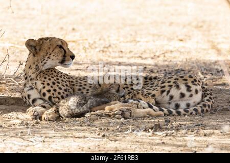 Gepard (Acinonyx jubatus) Junges Junge schläft zwischen den Beinen seiner Mutter, Kgalagadi Transfrontier Park, Kalahari, Nordkap, Südafrika, Afrikanische Ch Stockfoto