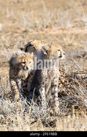 Zwei junge afrikanische Geparden (Acinonyx jubatus) mit ihrer Mutter im trockenen Savannengrasland, Kgalagadi Transfrontier Park, Kalahari, Nordkap, Stockfoto