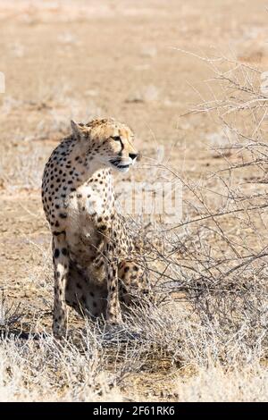 Weibliche Afrikanische Cheetah (Acinonyx jubatus) Kgalagadi Transfrontier Park, Kalahari, Nordkap, Südafrika, Afrikanische Cheetah werden als Vulnerabild eingestuft Stockfoto