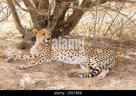 Cheetah (Acinonyx jubatus) Weibchen, die nach einer erfolgreichen Jagd und Tötung ruhen, Kgalagadi Transfrontier Park, Kalahari, Nordkap, Südafrika, Afrikanisch Stockfoto