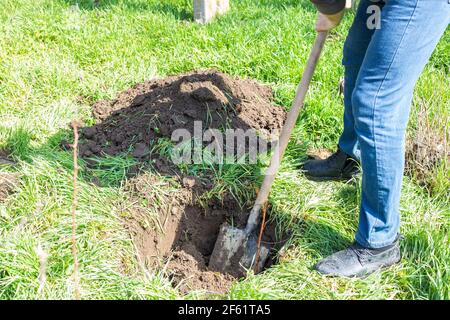 Ein Gärtner gräbt mit einer Schaufel ein Loch in den Boden, um im Frühjahr einen Obstbaum im Garten zu Pflanzen. Stockfoto