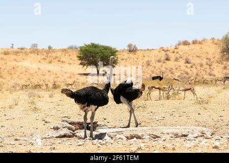 Gemeine Strauß (Struthio camelus) Männchen am Leeuwdril Wasserloch mit der Herde von Spirngbok, Kgalagadi Transfrontier Park, Kalahari, Nordkap Stockfoto