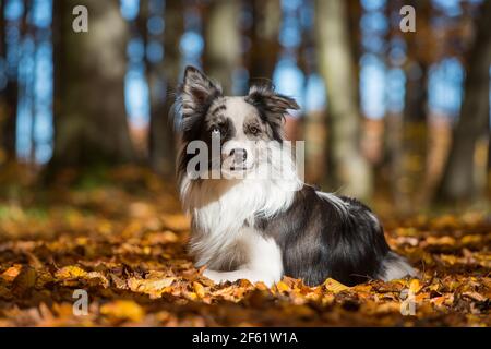 Border Collie Hund im Herbst Blätter Stockfoto