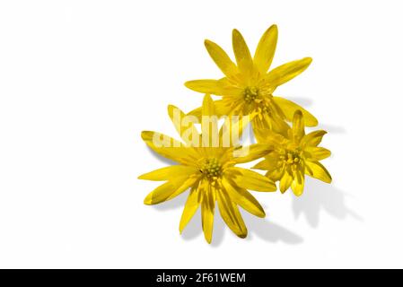 Kleine Celandine oder Gelbe Ficaria verna, drei Blume isoliert auf weißem Hintergrund, Kopierraum - Draufsicht Stockfoto