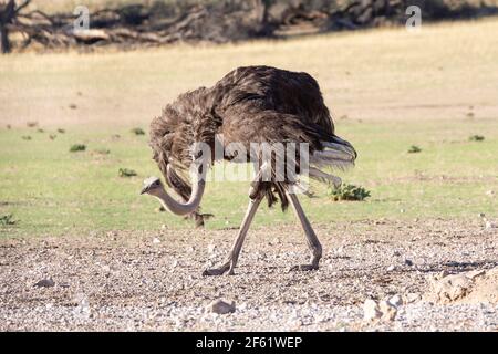 Gewöhnlicher Strauß (Struthio camelus) Weibchen mit offenen Flügeln, Kgalagadi Transfrontier Park, Kalahari, Nordkap, Südafrika Stockfoto