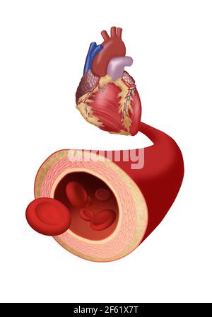 Herz und Arterie Stockfoto