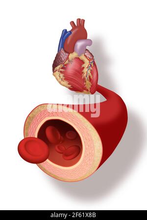 Herz und Arterie Stockfoto