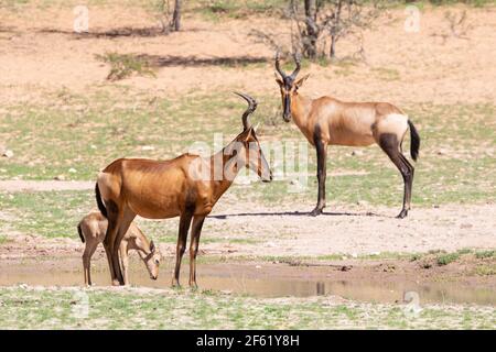 Roter Hartebeest (Alcelaphus buselaphus / caama) Weibchen mit jungen Kälbern am Wasserloch im Auob River Valley, Kgalagadi Transfrontier Park, Kalahari, Nort Stockfoto