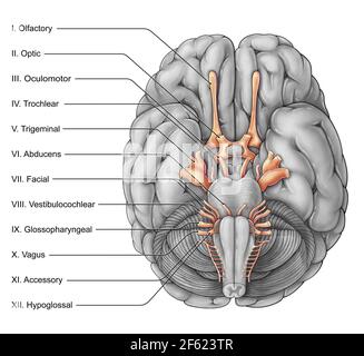 Hirnnerven, Illustration Stockfoto