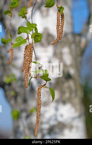 Blühend, Betula pendula, im Frühjahr Stockfoto
