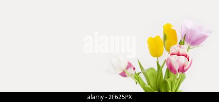 Bouquet von Tulpen isoliert auf weißem Hintergrund. Heller Tageslichtstrahl, Blendung. Federkonzept. Banner zum Muttertag Stockfoto