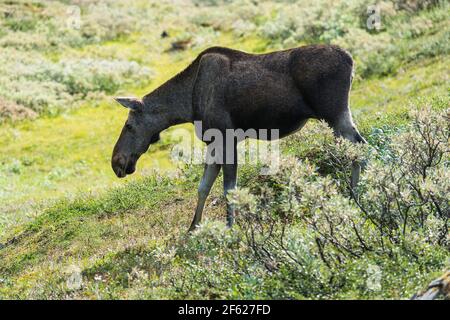 Elchweibchen in schwedischer Landschaft Stockfoto