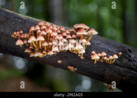 ungenießbare Pilz wächst in Wäldern, Mitteleuropa, Mycena renati Stockfoto