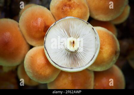 Ungenießbarer Pilz wächst in Wäldern, Mitteleuropa, Hypholoma lateritium Stockfoto