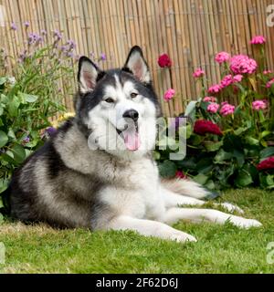 Alaskan Malamute Hund Stockfoto