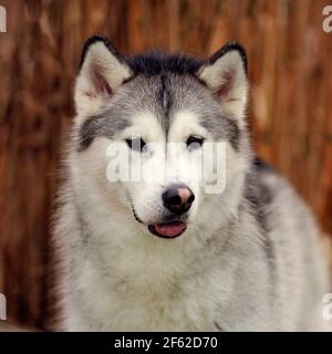 Alaskan Malamute Hund Stockfoto