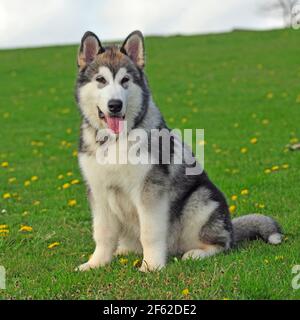 Alaskan Malamute Hund Stockfoto