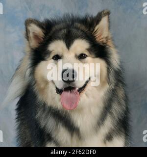 Alaskan Malamute Hund Stockfoto