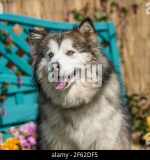 Alaskan Malamute Hund Stockfoto