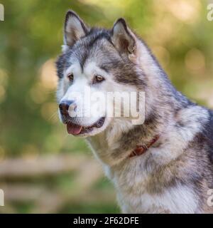 Alaskan Malamute Hund Stockfoto