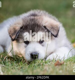 Alaskan Malamute Welpen Stockfoto