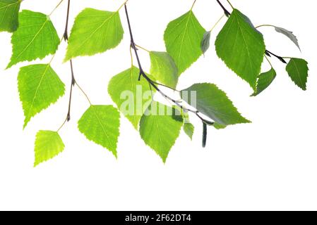 Frühlingsbirke Zweig mit grünen Blättern isoliert auf weißem Hintergrund. Stockfoto