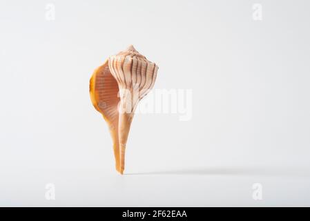 Eine kleine Blitzwhelk-Muschel, die häufig an Stränden von Süd-Florida, USA, besonders auf Sanibel Island, zu finden ist. Stockfoto