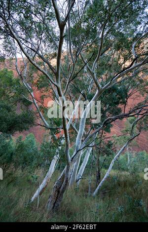 Blick auf Kata Tjuta im Uluru-Kata tjuta National Park, Northern Territory, Australien, mit einigen wunderschönen einheimischen Bäumen im Untergrund Stockfoto