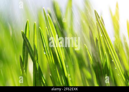 Frische grüne Frühlingsblätter von Gras auf der Wiese im Regen Nahaufnahme. Natürlicher Hintergrund. Stockfoto