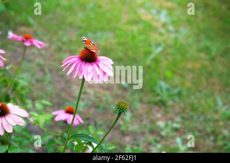 Rosa Echinacea Blume mit roten Admiral Schmetterling auf grün verschwommen Natur Hintergrund close up. Fleck von purpurner Blütenblume, Echinacea purea. Stockfoto