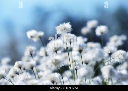 Blühendes Baumwollgras aus nächster Nähe. Arktisches Werk. Stockfoto