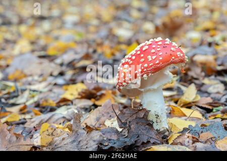 Ein roter Pilzkopf auf Southampton Common Stockfoto