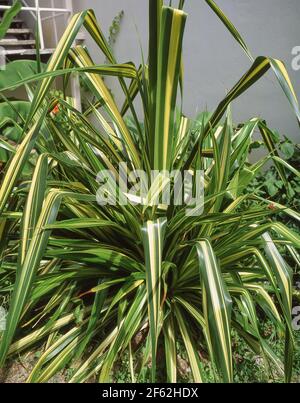 Neuseeländische Flachspflanze (Formium), Christchurch, Canterbury Region, Neuseeland Stockfoto