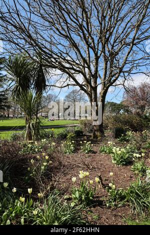 Bunte Blumenbeete im Devonport Park in Plymouth begrüßen Besucher am ersten Tag nach der Aussperrung im März 2021. r Stockfoto