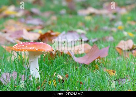 Ein roter Pilzkopf auf Southampton Common Stockfoto