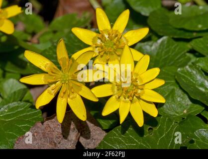 Nahaufnahme von drei gelben Blüten von Lesser Celandine, einer schönen gelben Blume im frühen Frühjahr Stockfoto