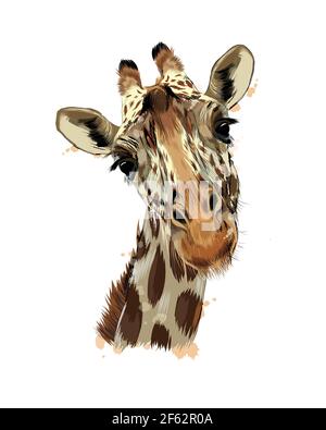 Giraffe Kopf Porträt aus einem Spritzer Aquarell, farbige Zeichnung, realistisch. Vektordarstellung von Farben Stock Vektor