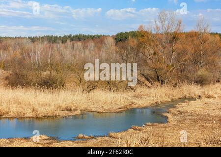 Ein kleiner Bach fließt durch ein mit trockenem Schilf und Gras bewachsenes Sumpfgebiet vor dem Hintergrund eines ruhenden gelben Frühlingshains und blauen Himmels. Stockfoto