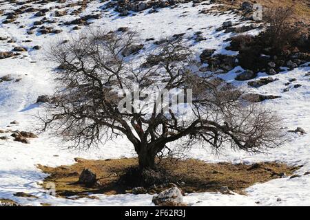 Einsamer Baum auf den Cansiglio Bergen, Italien Stockfoto