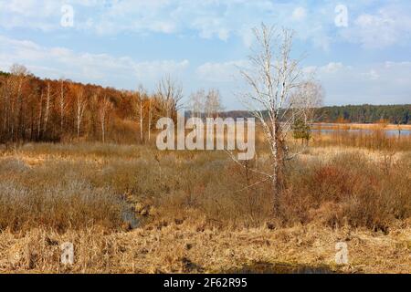 Eine junge Birke wächst auf einer sumpfigen Wiese zwischen gelbem Schilf und Gras nach dem Winterschlaf. Stockfoto