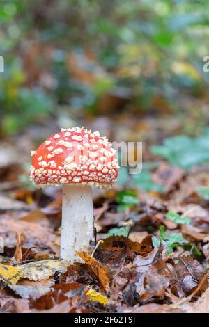 Ein roter Pilzkopf auf Southampton Common Stockfoto