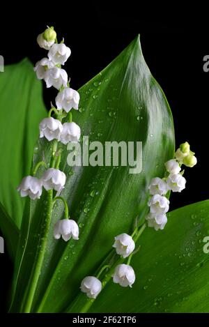 Blühende lilly of the Valley (Convallaria majalis) mit transparenten Wassertropfen.Frühlingsblume mit grünem Blatt auf schwarzem Hintergrund. Stockfoto